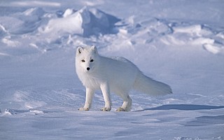 Arctic Fox.jpg