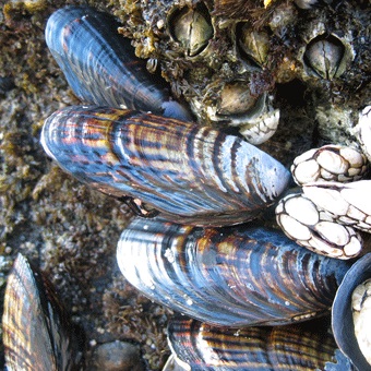 California Mussels.jpg