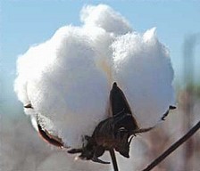 Cotton Bal.jpg
