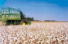 Cotton Field.jpg