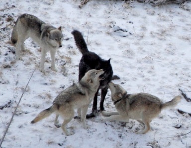 オオカミは群れる.jpg