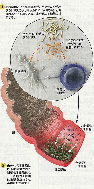 フラジリス菌と免疫.jpg