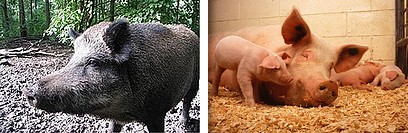 猪と豚.jpg