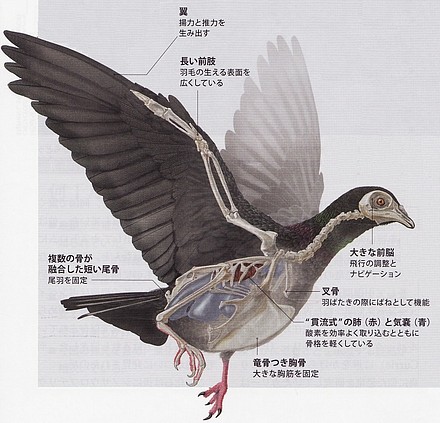 鳥の特徴.jpg