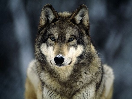 Grey Wolf.jpg