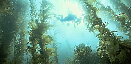 Kelp Forest-2.jpg
