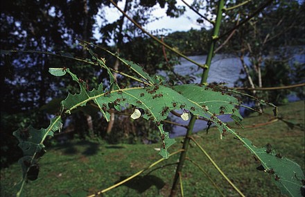 Leafcutter Ants-2.jpg