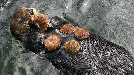 Sea Otter Urchin Buffet.jpg