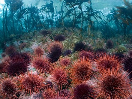 Sea Urchins and Kelp Forest.jpg